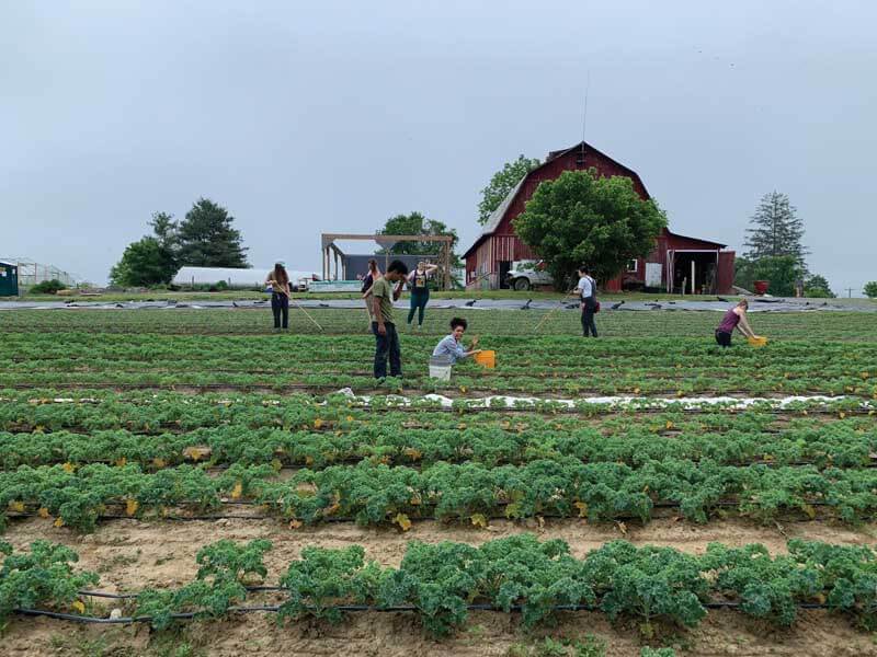 Fellows from the Food Justice Lab's Appalachian Food Justice Institute working at Sprouting Farms in Talcott, West Virginia